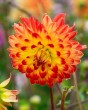 Dahlia Procyon7